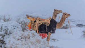 Fenomena Langka, Salju Turun di Arab Saudi, Desertai Kabut Pekat dan Angin Kencang